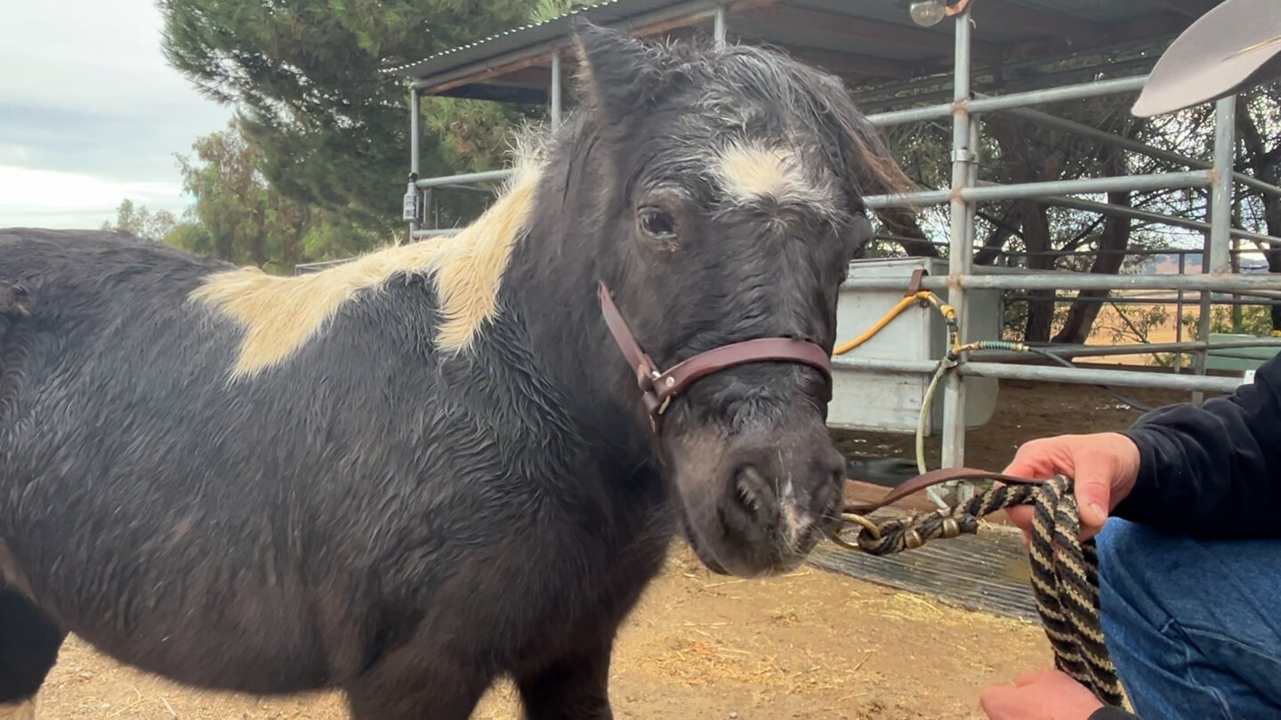 Christmas in Jeopardy: Miniature Therapy Horse Needs Miracle to Visit Hospital Patients